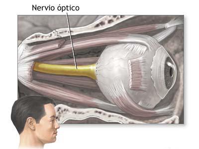 Regeneran el nervio óptico de un ratón